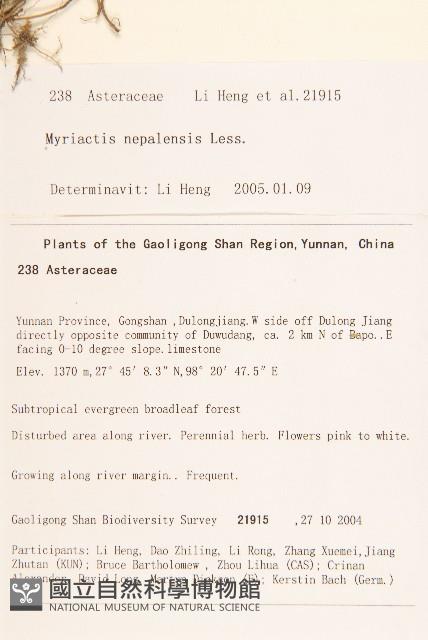 圓舌粘冠草藏品圖，第2張