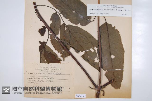 冇骨消藏品圖，第2張