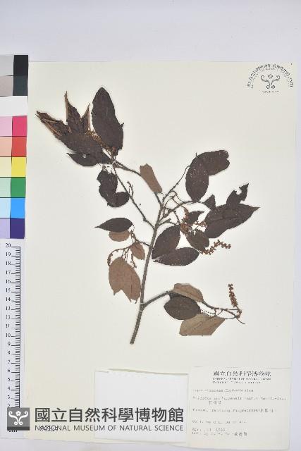 粗糠柴藏品圖，第1張