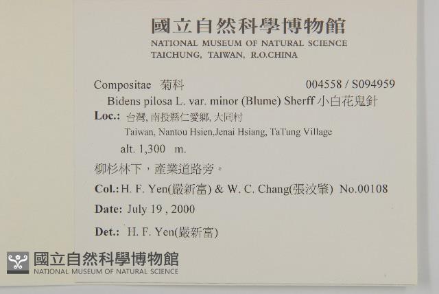 小白花鬼針藏品圖，第2張