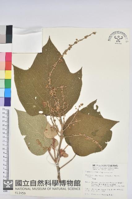 野桐藏品圖，第1張