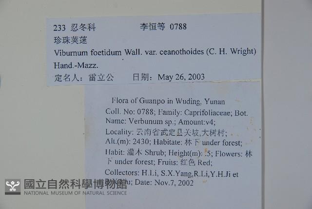 珍珠莢迷藏品圖，第2張