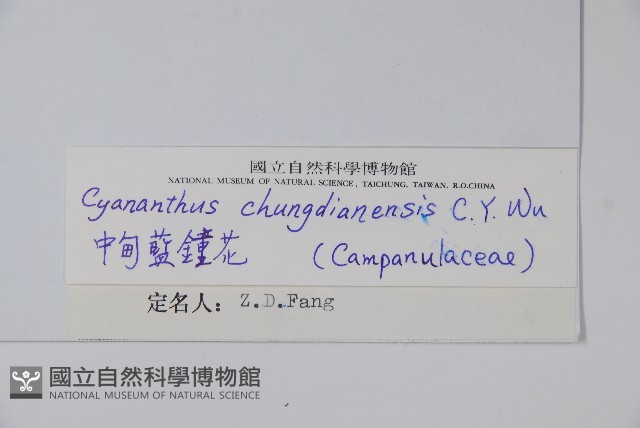 中甸藍鐘花藏品圖，第2張