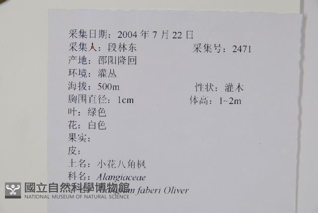 小花八角楓藏品圖，第2張