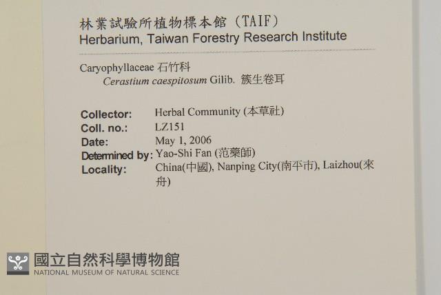 簇生卷耳藏品圖，第2張