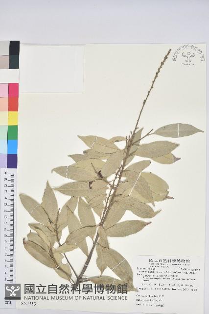 子彈石櫟、柯藏品圖，第1張