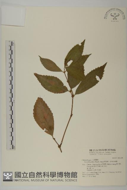 Glabrous Herbcoral Collection Image, Figure 1, Total 2 Figures