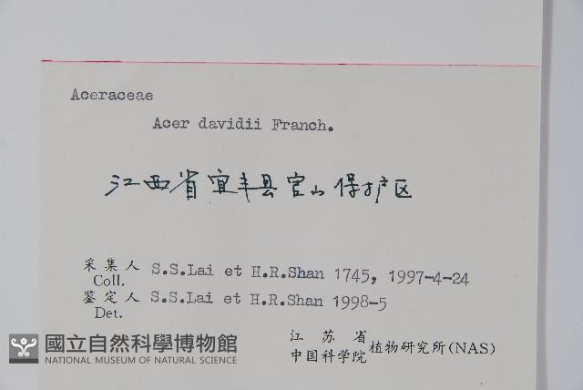 青榨槭藏品圖，第2張