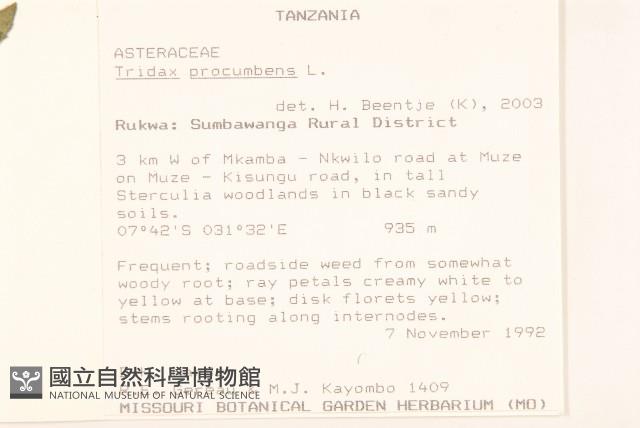 長柄菊藏品圖，第2張