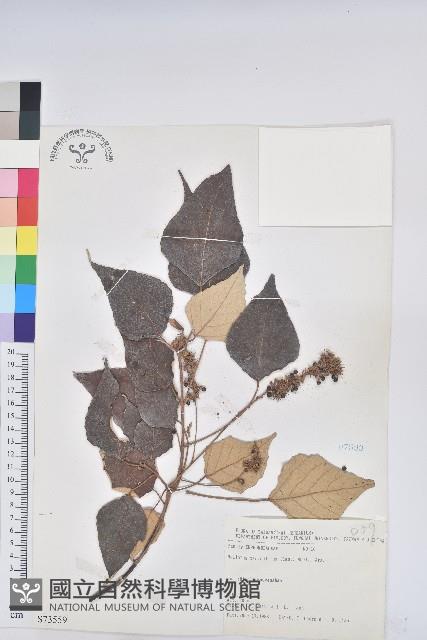 白匏子藏品圖，第1張