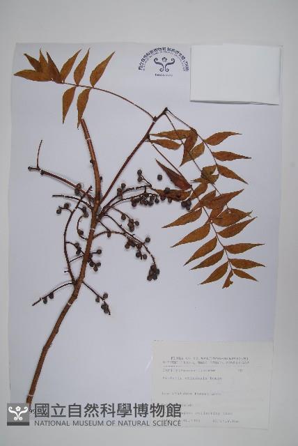 黃連木、爛心木藏品圖，第1張