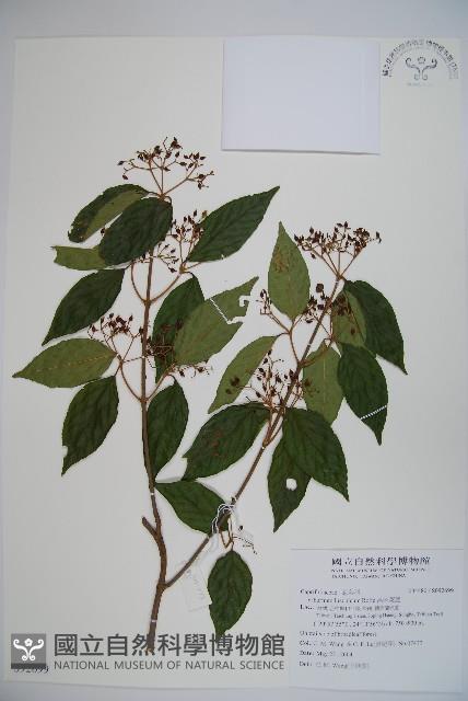 呂宋莢迷藏品圖，第1張