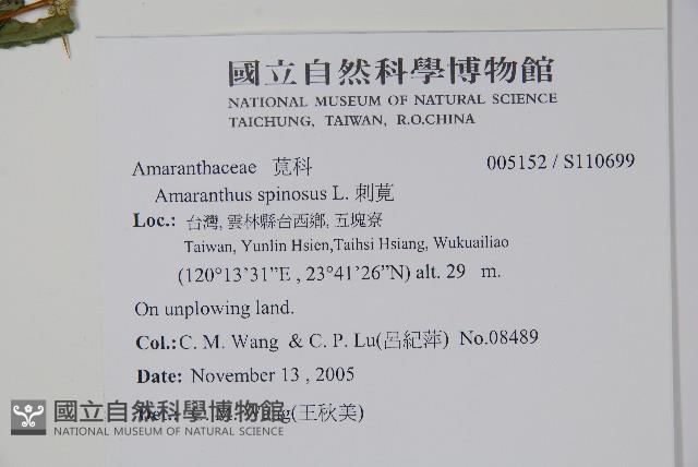 刺莧藏品圖，第2張