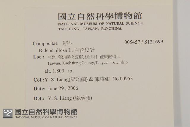 白花鬼針藏品圖，第2張