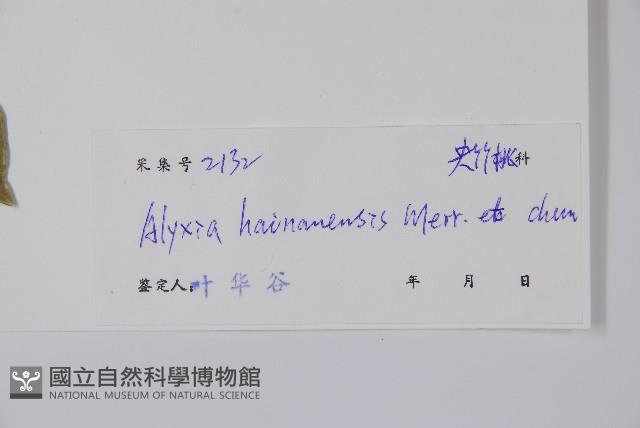 海南鏈珠藤藏品圖，第2張