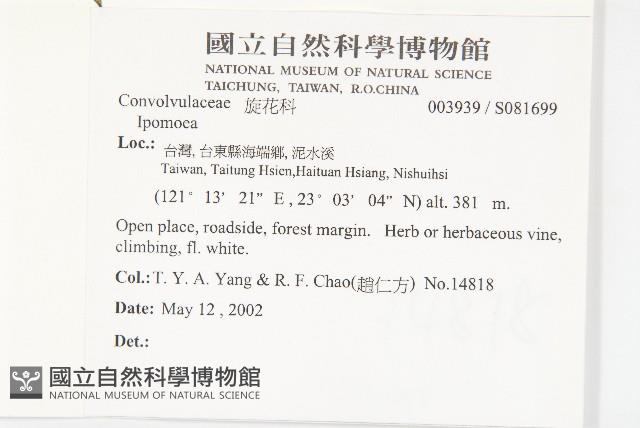 銳葉牽牛藏品圖，第2張