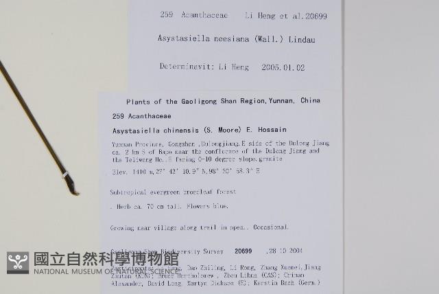 尼氏擬馬偕花藏品圖，第2張