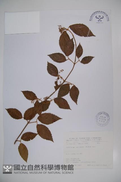 呂宋莢迷藏品圖，第1張