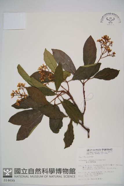 珊瑚樹藏品圖，第1張