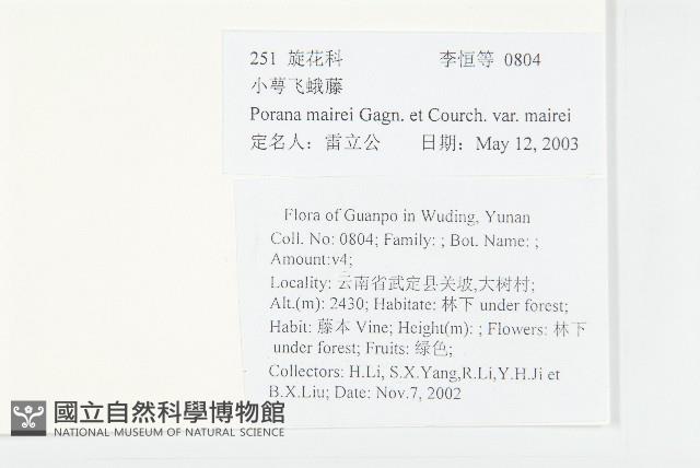 小萼飛娥藤藏品圖，第2張