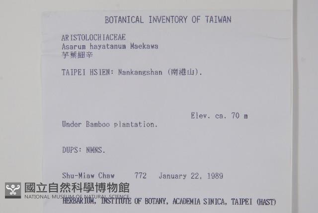 芋葉細辛藏品圖，第2張