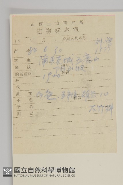 燈心草蚤綴藏品圖，第2張