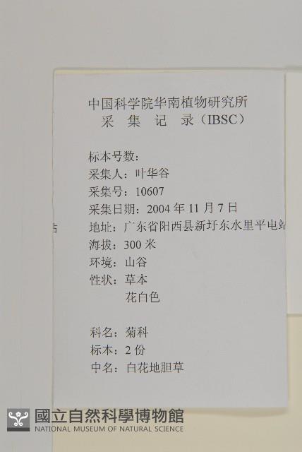 白花地膽草藏品圖，第2張