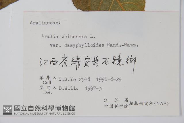 毛葉蔥木藏品圖，第2張