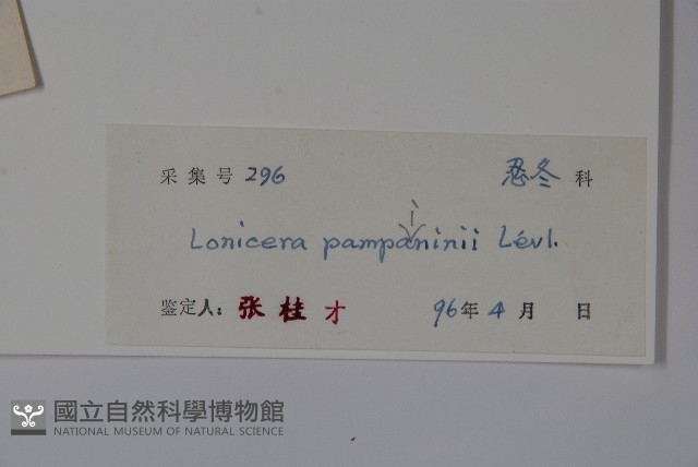 貴州忍冬藏品圖，第2張