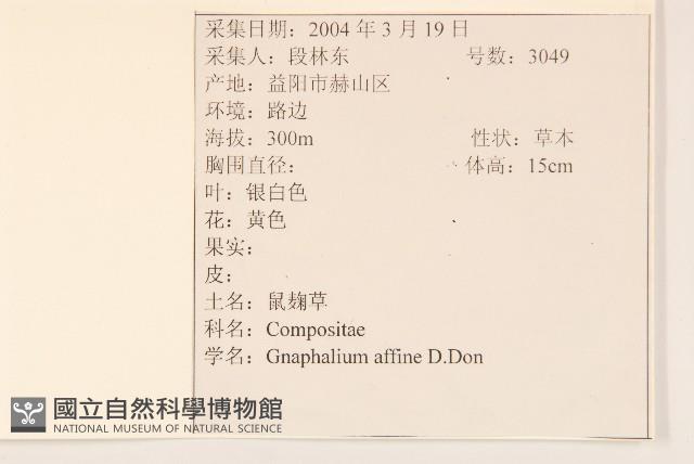 鼠麴草藏品圖，第2張
