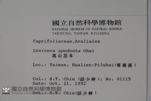 無梗忍冬藏品圖，第2張