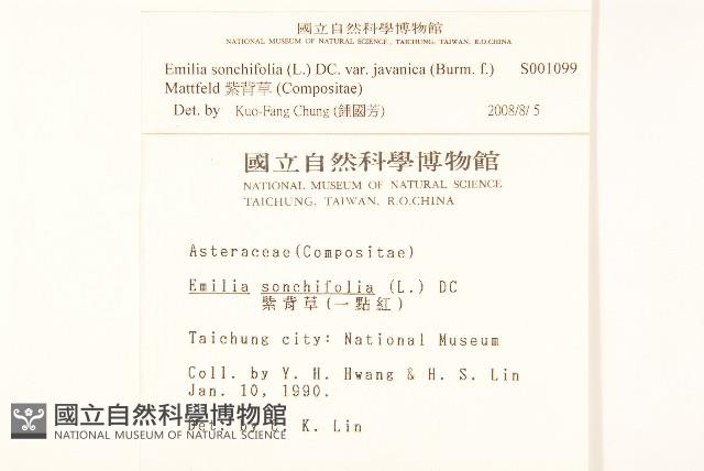 紫背草藏品圖，第2張