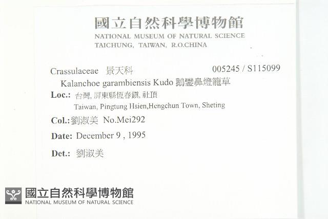 鵝鑾鼻燈籠草藏品圖，第2張