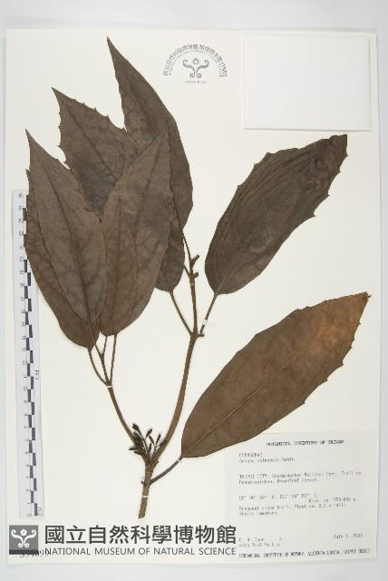 桃葉珊瑚藏品圖，第1張