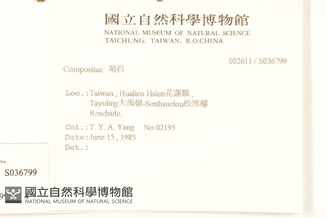玉山毛蓮菜藏品圖，第2張