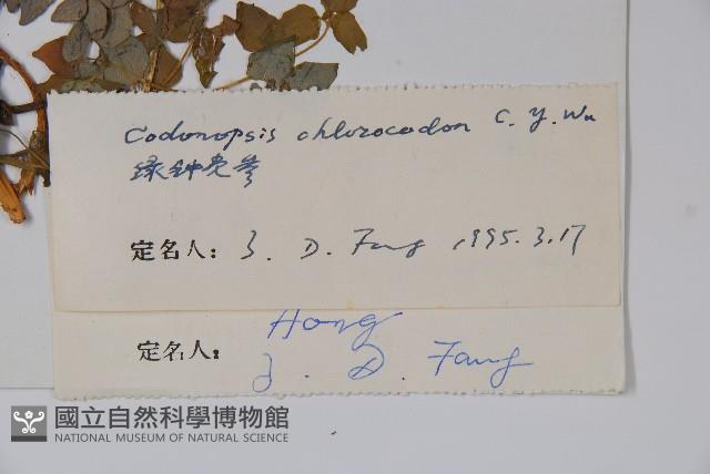 綠鐘黨參藏品圖，第2張