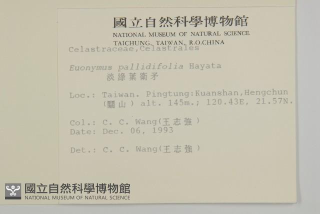 淡綠葉衛矛藏品圖，第2張