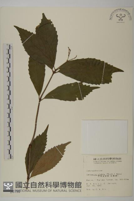 草珊瑚、紅果金粟蘭藏品圖，第1張