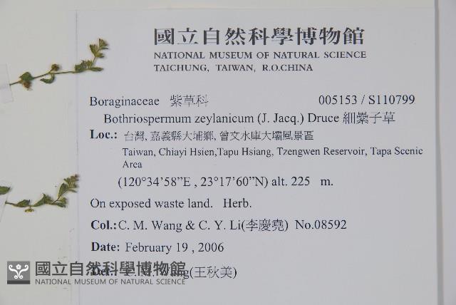 細纍子草藏品圖，第2張