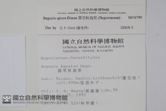 圓果秋海棠藏品圖，第2張