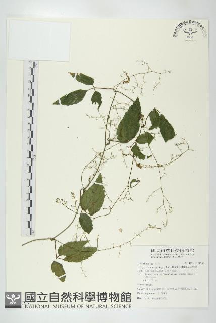 絞股藍藏品圖，第1張