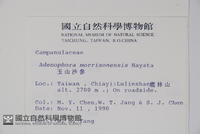 玉山沙參藏品圖，第2張