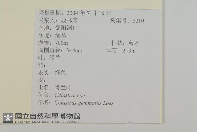 哥蘭葉藏品圖，第2張