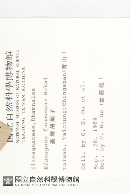 臺灣胡頹子藏品圖，第2張
