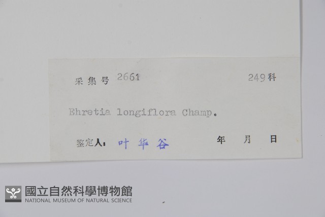長花厚殼樹藏品圖，第2張