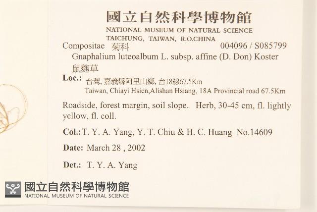 鼠麴草藏品圖，第2張