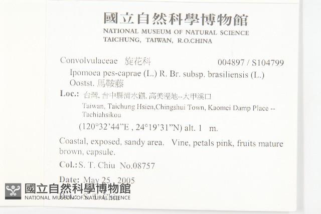 馬鞍藤藏品圖，第2張