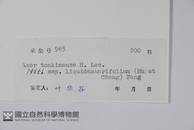 楓葉槭藏品圖，第2張