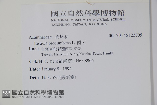 爵床藏品圖，第2張