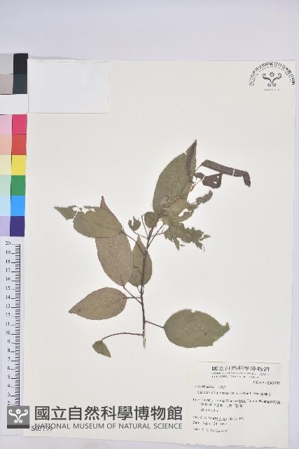 粗糠柴藏品圖，第1張